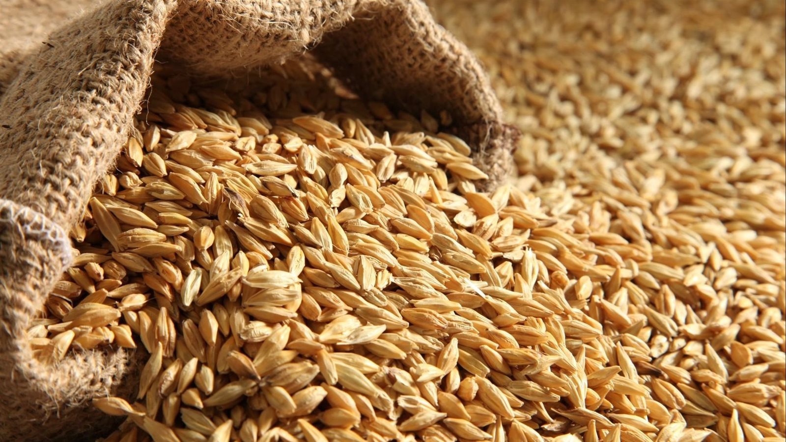 شعبة الأرز توضح سعر طن الأرز الشعير اليوم الخميس 24 أكتوبر 2024 للعريض والرفيع الحبة 2 شعبة الأرز توضح سعر طن الأرز الشعير اليوم الخميس 24 أكتوبر 2024 للعريض والرفيع الحبة