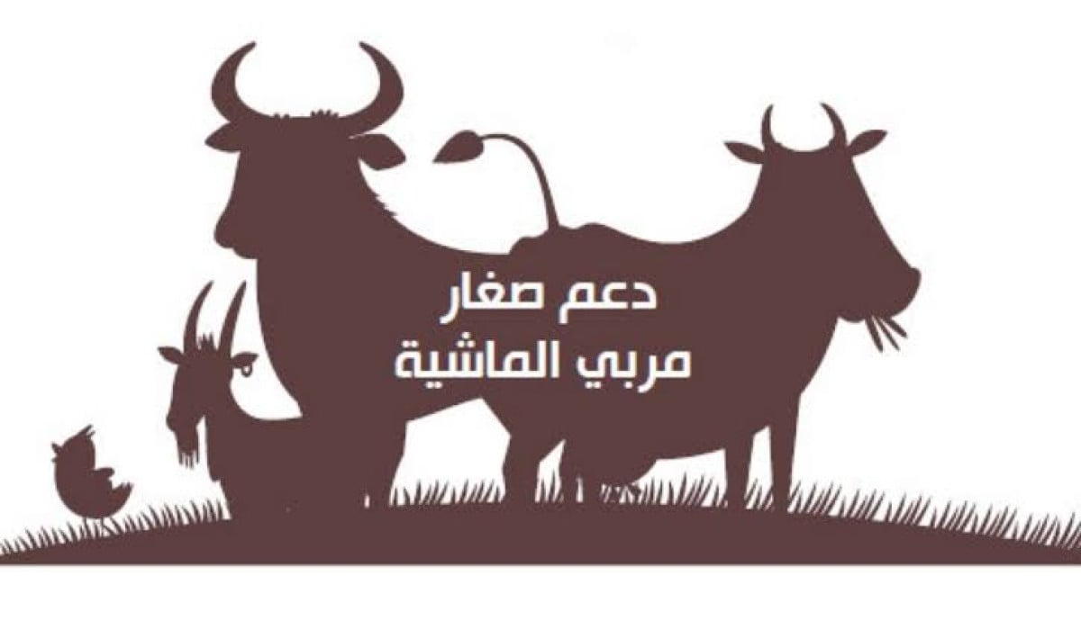 موعد نزول دعم المواشي دفعة ديسمبر 2024 في السعودية وكيفية متابعة الطلب مع خدمة العناية بالمستفيدين 2 موعد نزول دعم المواشي دفعة ديسمبر 2024 في السعودية وكيفية متابعة الطلب مع خدمة العناية بالمستفيدين