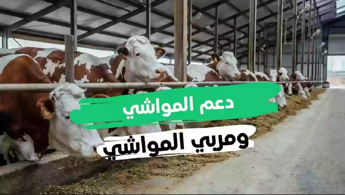 "لتعزيز الإنتاج" الزراعة تحدد كيفية الاستعلام عن دعم مربي المواشي لشهر ديسمبر 2024 وشروط الأهلية 2 “لتعزيز الإنتاج” الزراعة تحدد كيفية الاستعلام عن دعم مربي المواشي لشهر ديسمبر 2024 وشروط الأهلية
