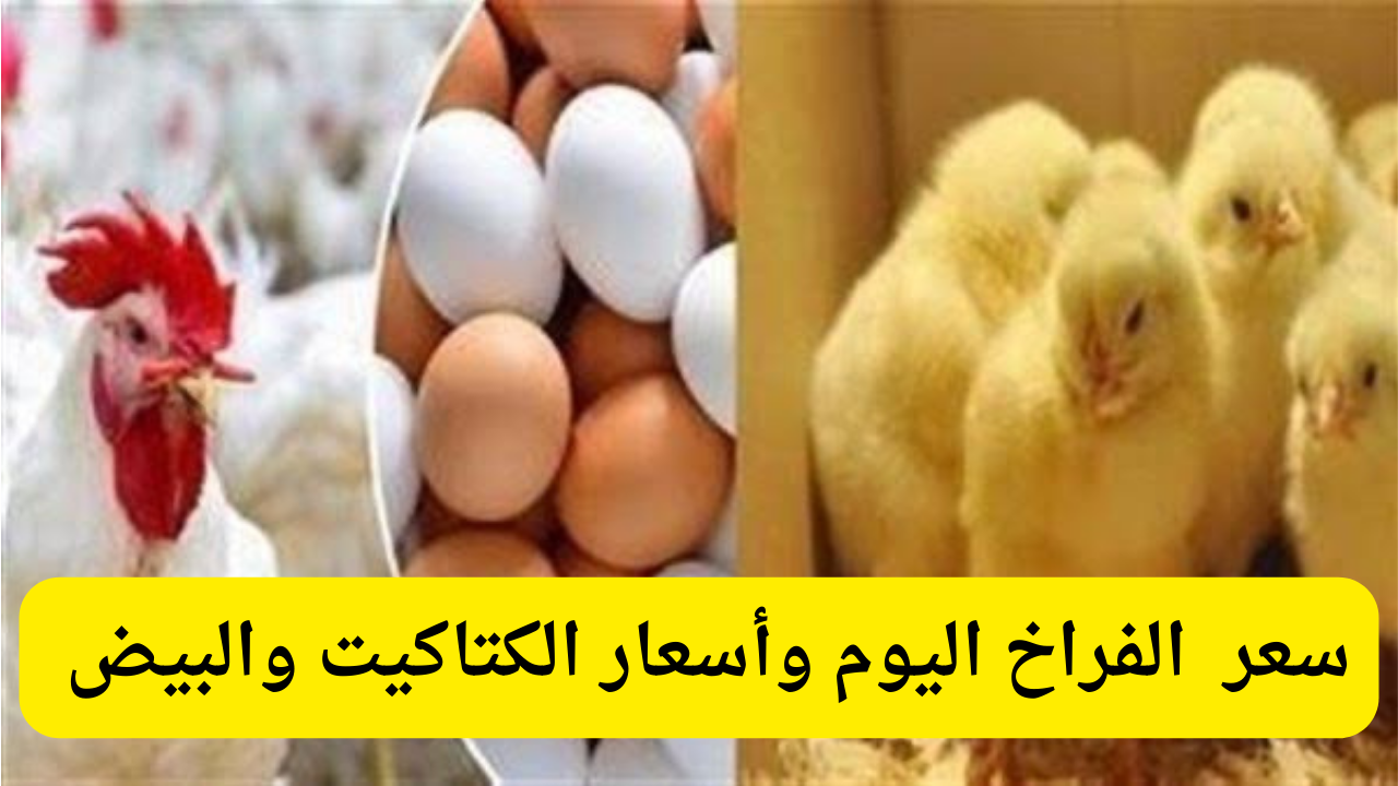 البانيه والأوراك.. أسعار الدواجن اليوم 12 فبراير 2025 في الأسواق ومفاجأة كبيرة في سعر البيض 2 البانيه والأوراك.. أسعار الدواجن اليوم 12 فبراير 2025 في الأسواق ومفاجأة كبيرة في سعر البيض