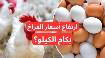 سعر الفراخ اليوم الخميس 20 فبراير 2025