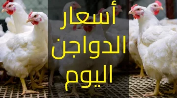 أسعار الدواجن اليوم