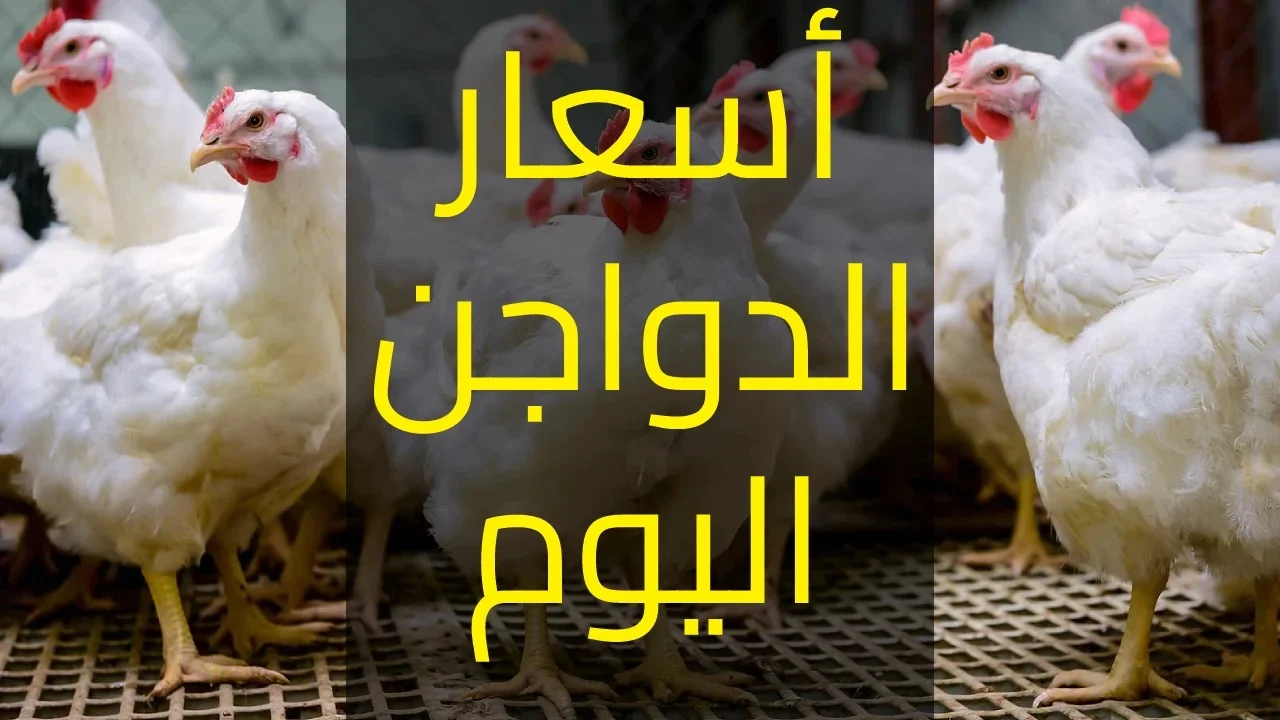 أسعار الدواجن والبيض اليوم الجمعة 28 مارس 2025 وأهم توقعات الأسعار للفترة القادمة 2 أسعار الدواجن والبيض اليوم الجمعة 28 مارس 2025 وأهم توقعات الأسعار للفترة القادمة