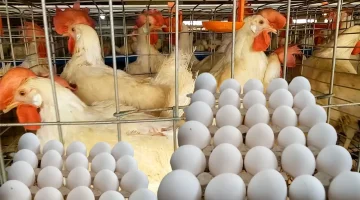 أسعار الدواجن والبيض اليوم