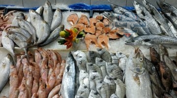 أسعار الأسماك اليوم