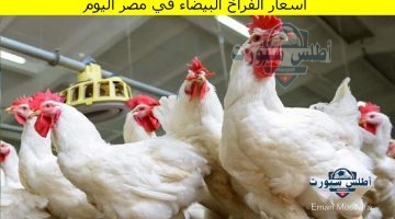 أسعار الفراخ البيضاء في مصر اليوم