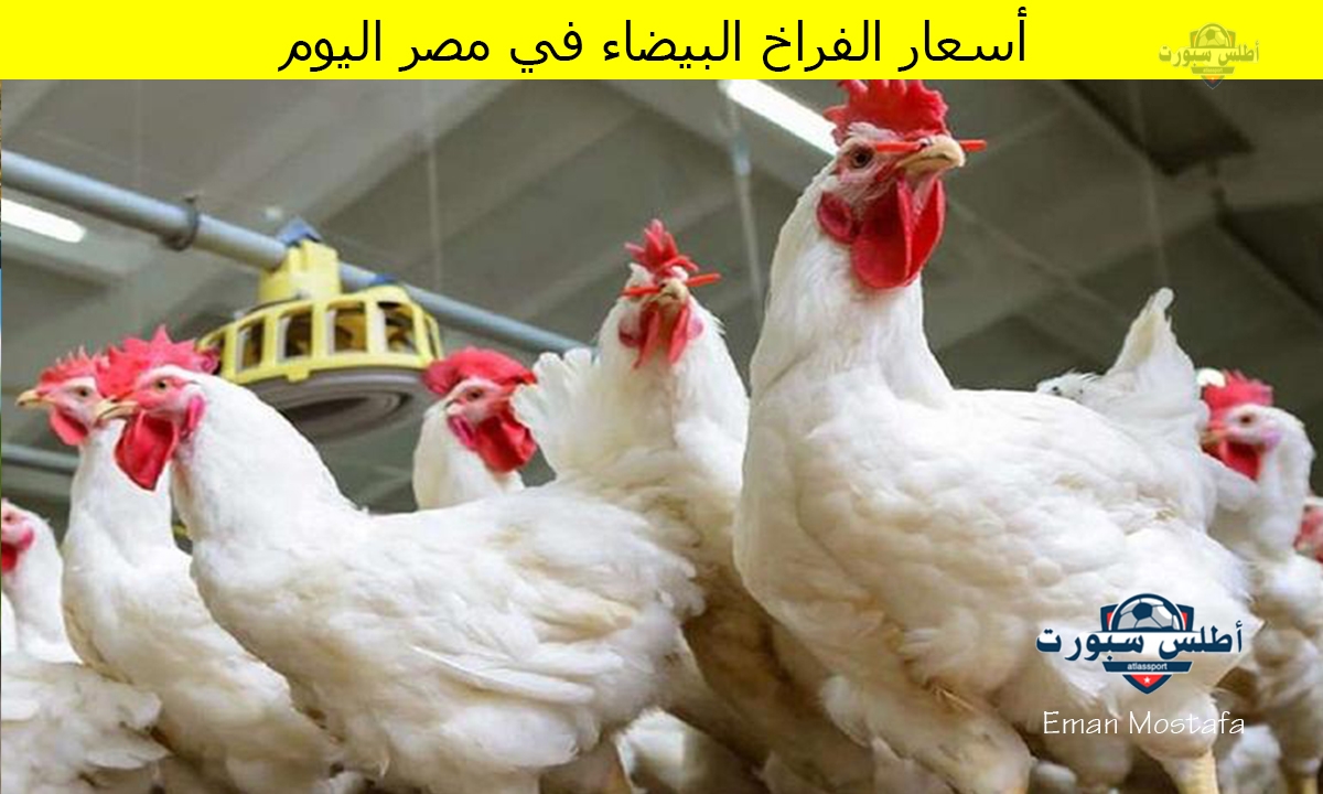 "بعد الهبوط الأخير".. كم أسعار الفراخ البيضاء في مصر اليوم 14 أبريل 2025 في التعاملات الصباحية 2 “بعد الهبوط الأخير”.. كم أسعار الفراخ البيضاء في مصر اليوم 14 أبريل 2025 في التعاملات الصباحية