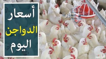تحديث أسعار الفراخ والبيض تراجع ملحوظ اليوم السبت 12 أبريل 2025