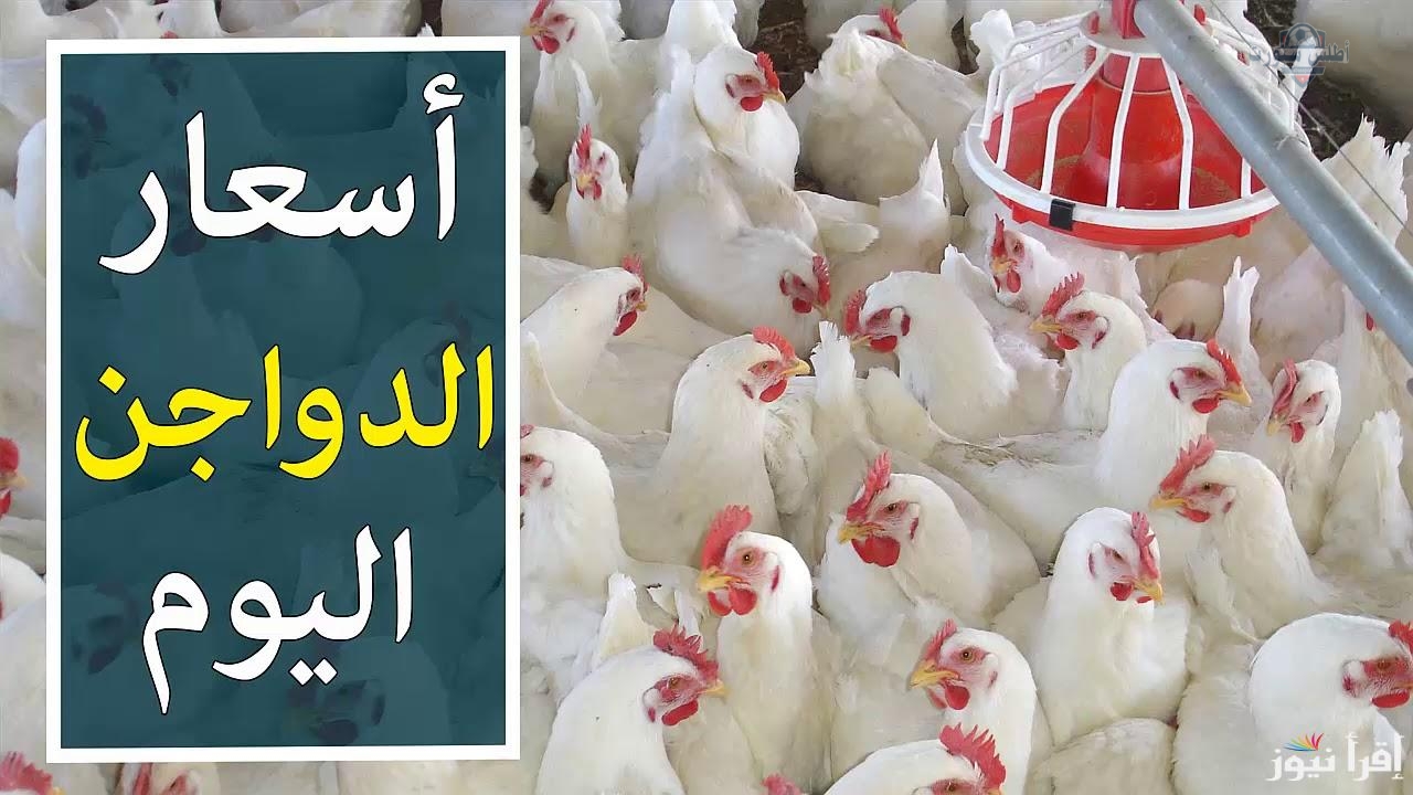 تحديث أسعار الفراخ والبيض تراجع ملحوظ اليوم السبت 12 أبريل 2025 2 تحديث أسعار الفراخ والبيض تراجع ملحوظ اليوم السبت 12 أبريل 2025