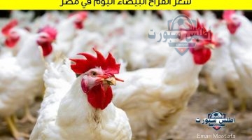 سعر الفراخ البيضاء اليوم في مصر