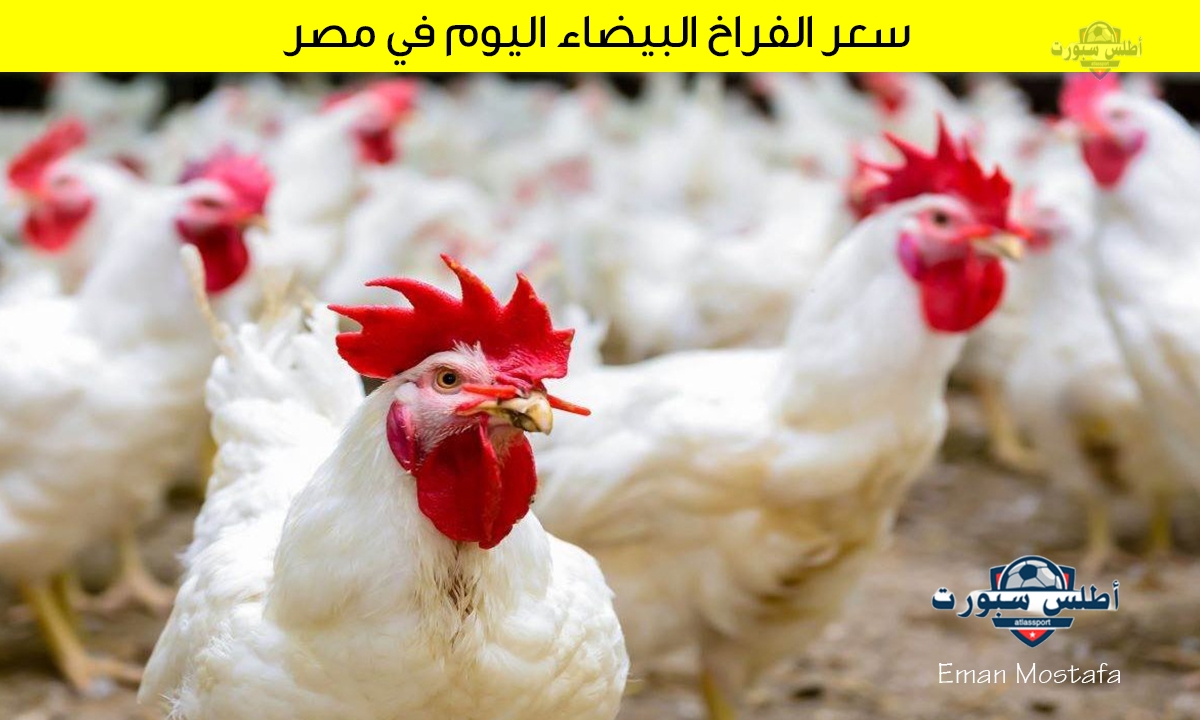 "بعد أخر تراجع".. كم بلغ سعر الفراخ البيضاء اليوم في مصر 15 أبريل 2025؟ فرصتك للشراء قبل الغلاء 2 “بعد أخر تراجع”.. كم بلغ سعر الفراخ البيضاء اليوم في مصر 15 أبريل 2025؟ فرصتك للشراء قبل الغلاء
