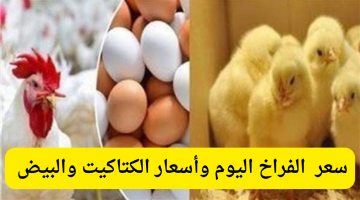 سعر الفراخ اليوم