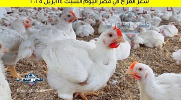 سعر الفراخ في مصر اليوم