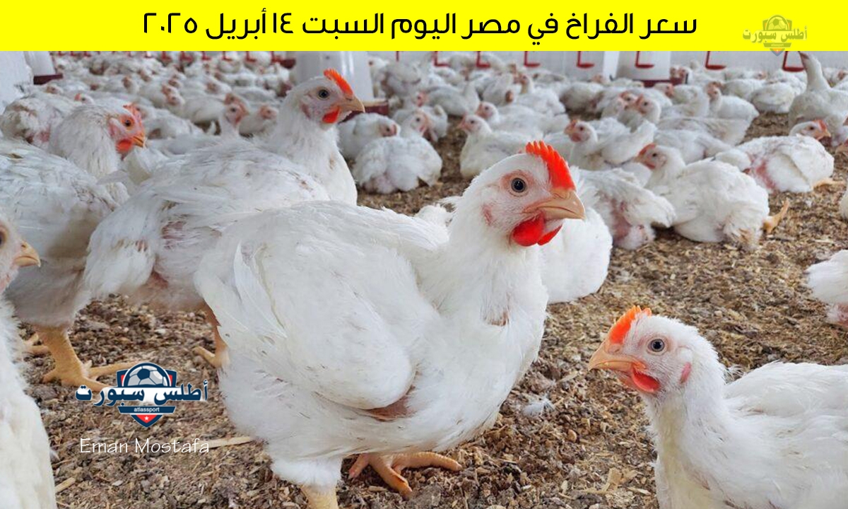 سعر الفراخ في مصر اليوم السبت 12 أبريل 2025 وكرتونة البيض بعد الهبوط 2 سعر الفراخ في مصر اليوم السبت 12 أبريل 2025 وكرتونة البيض بعد الهبوط