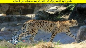 ظهور فهد الصحراوي في الجزائر بعد سنوات من الغياب