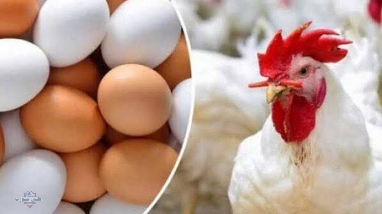 بكام أسعار الفراخ اليوم السبت 17 مايو 2025 وسعر كرتونة البيض في بورصة الدواجن 2 بكام أسعار الفراخ اليوم السبت 17 مايو 2025 وسعر كرتونة البيض في بورصة الدواجن