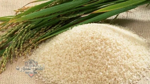 أسعار الأرز اليوم السبت 17 مايو في مصر وسعر طن الشعير اليوم 2 أسعار الأرز اليوم السبت 17 مايو في مصر وسعر طن الشعير اليوم