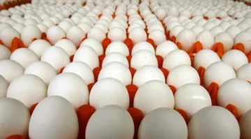 أسعار البيض