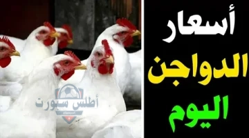 أسعار البيض والفراخ