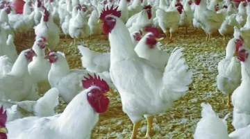 أسعار الفراخ البيضاء 2