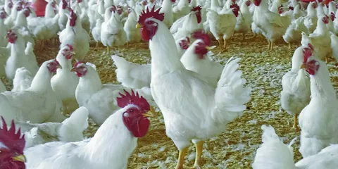 أسعار الفراخ البيضاء والبلدي اليوم الأربعاء الموافق 21 مايو 2 أسعار الفراخ البيضاء والبلدي اليوم الأربعاء الموافق 21 مايو