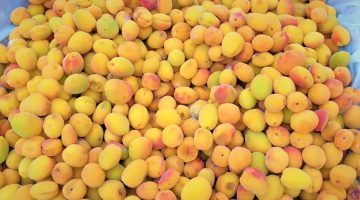 حصاد المشمش