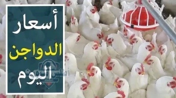 سعر الفراخ