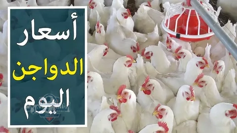 سعر الفراخ اليوم السبت 17 مايو في بورصة الدواجن والأسواق المحلية 2 سعر الفراخ اليوم السبت 17 مايو في بورصة الدواجن والأسواق المحلية