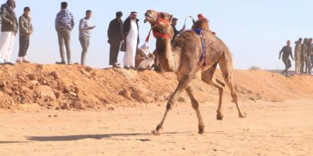 بمشاركة ثلاث دول عربية.. اليوم الأول لسباق الهجن بالاسماعيلية - شبكة أطلس سبورت