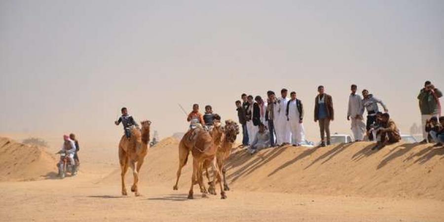 انطلاق مهرجان الهجن في الإسماعيلية غدا.. اعرف المكان والفعاليات - أطلس سبورت