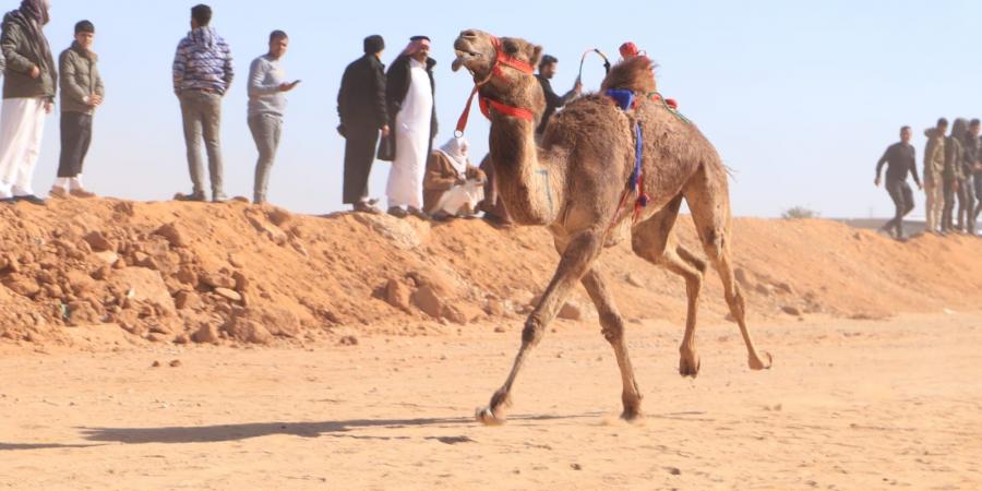 بمشاركة ثلاث دول عربية.. اليوم الأول لسباق الهجن بالاسماعيلية - شبكة أطلس سبورت