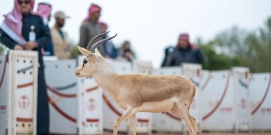 مهددة بالانقراض.. إطلاق 10 ظباء ريم في متنزه الزلفي الوطني - شبكة أطلس سبورت