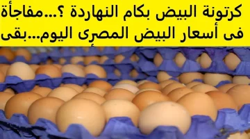 سعر كرتونة البيض