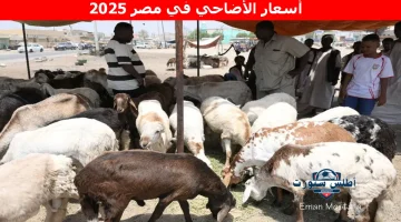 أسعار الأضاحي في مصر 2025
