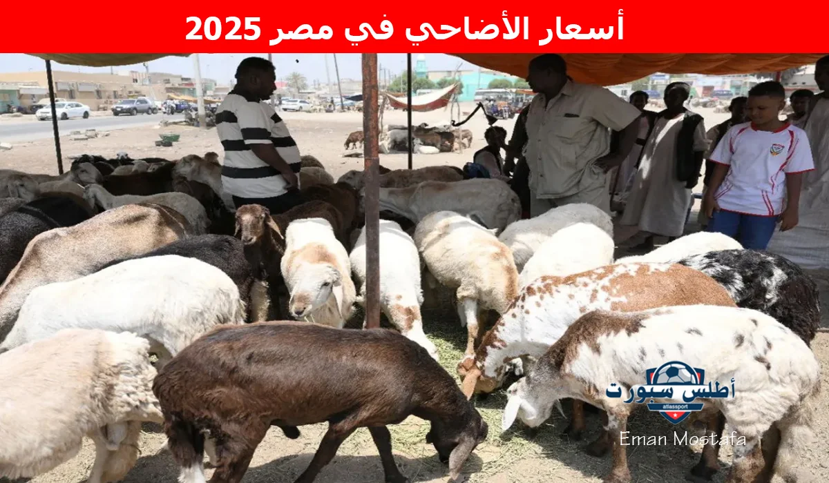 "قبل عيد الأضحى المبارك".. شوف أسعار الأضاحي في مصر 2025 يصل سعر كيلو القائم من العجول البقري 185 جنيه 2 “قبل عيد الأضحى المبارك”.. شوف أسعار الأضاحي في مصر 2025 يصل سعر كيلو القائم من العجول البقري 185 جنيه