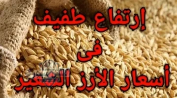 أسعار الأرز الشعير