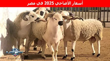 أسعار الأضاحي 2025 في مصر