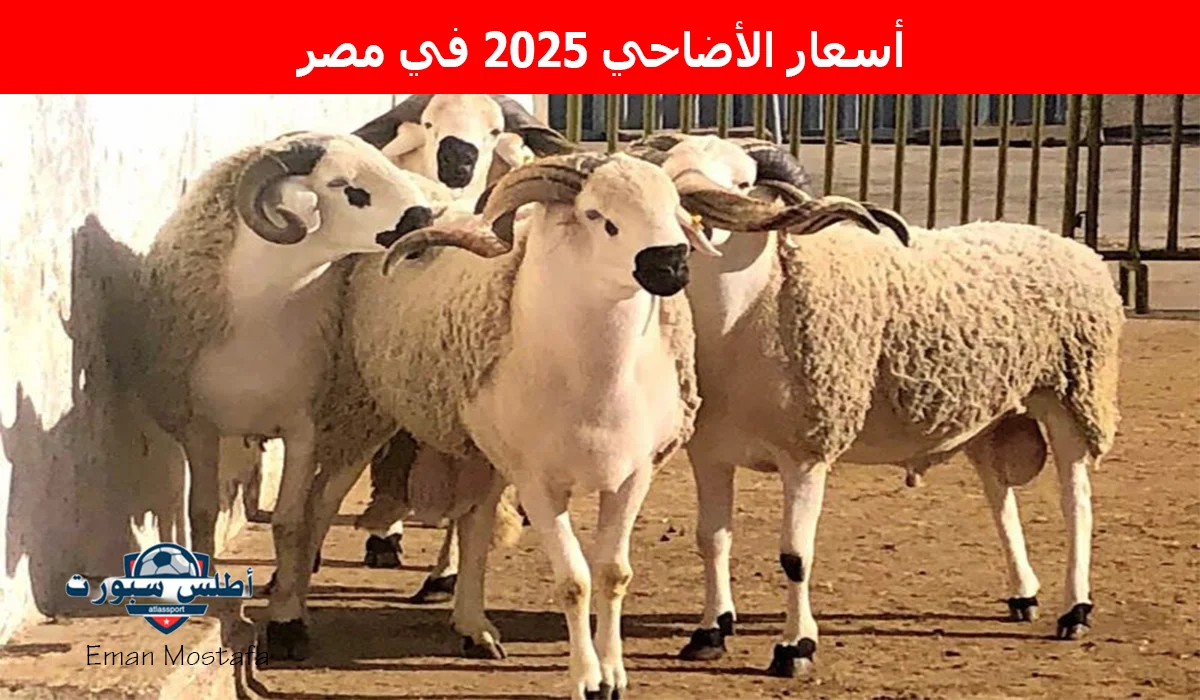 "الضحية وصلت كام".. أسعار الأضاحي 2025 في مصر وسعر كيلو اللحم القائم يبدأ من 175 جنيه 2 “الضحية وصلت كام”.. أسعار الأضاحي 2025 في مصر وسعر كيلو اللحم القائم يبدأ من 175 جنيه