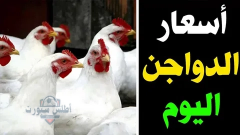 وداعا استغلال التجار .. تعرف على أسعار البيض والفراخ الثلاثاء اليوم في مصر 2 وداعا استغلال التجار .. تعرف على أسعار البيض والفراخ الثلاثاء اليوم في مصر