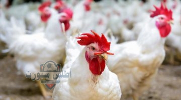 أسعار الدجاج