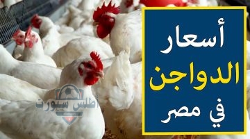 أسعار الدواجن