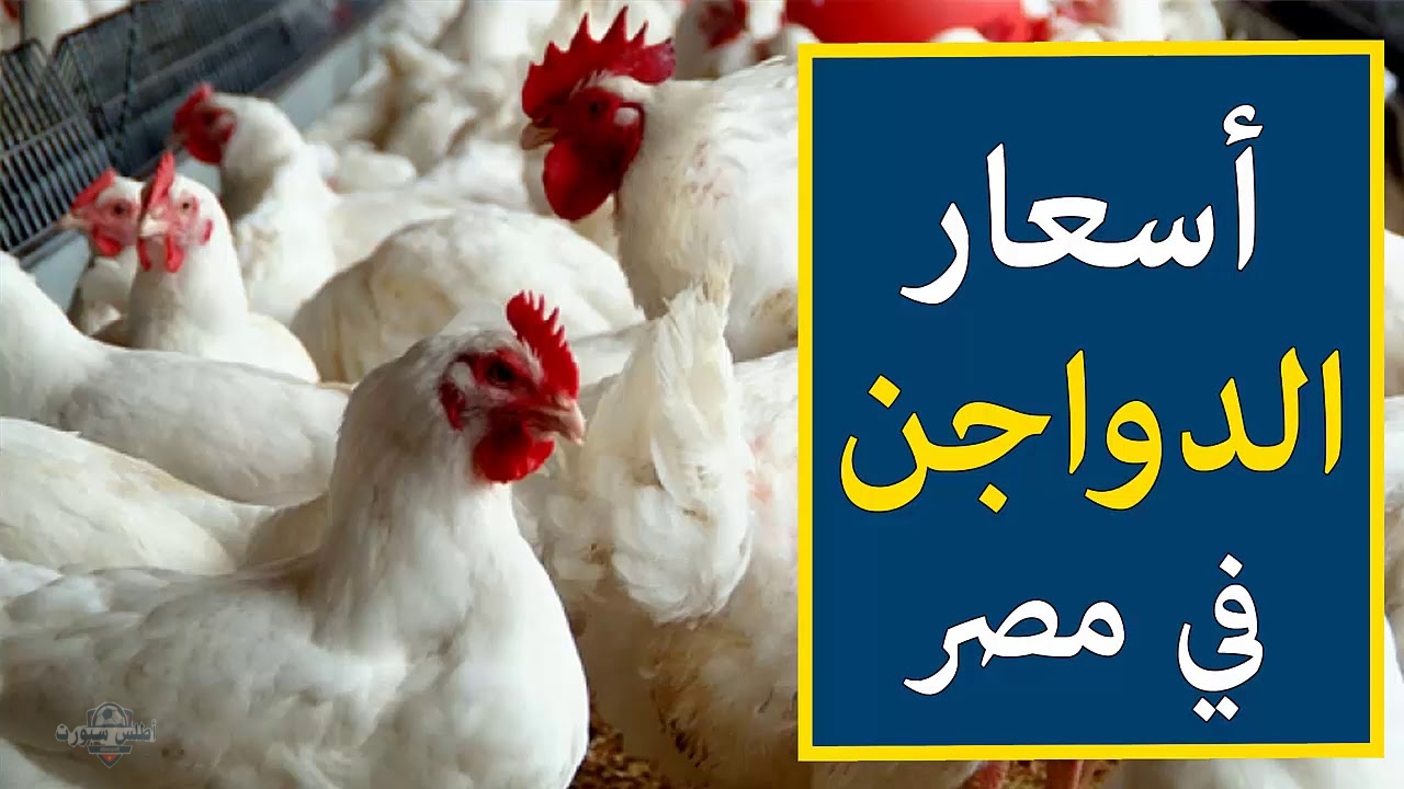 أسعار الدواجن اليوم 10 مايو 2025 في الأسواق 2 أسعار الدواجن اليوم 10 مايو 2025 في الأسواق