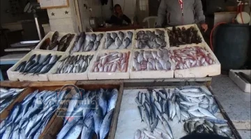 أسعار السمك