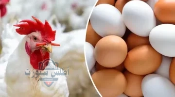 أسعار الفراخ 1