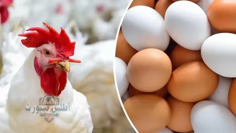 أسعار الفراخ صباح اليوم الأحد 18 مايو في المحلات والمنافذ الحكومية 2 أسعار الفراخ صباح اليوم الأحد 18 مايو في المحلات والمنافذ الحكومية
