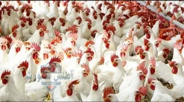 أسعار الفراخ