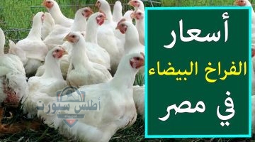 أسعار الفراخ البلدي