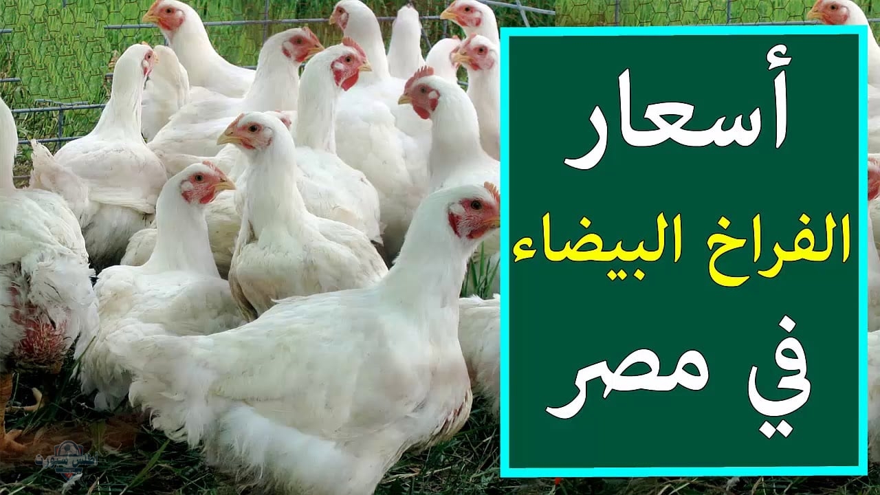 أسعار الفراخ البلدي والبيضا اليوم في الأسواق الثلاثاء 6 مايو 2025 2 أسعار الفراخ البلدي والبيضا اليوم في الأسواق الثلاثاء 6 مايو 2025