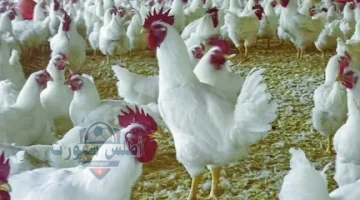 أسعار الفراخ البيضاء 1