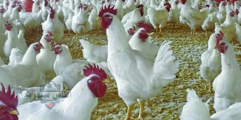 صدمة للمربين.. انخفاض جديد في أسعار الفراخ البيضاء بالبورصة اليوم 2 صدمة للمربين.. انخفاض جديد في أسعار الفراخ البيضاء بالبورصة اليوم